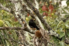 Turdus merula