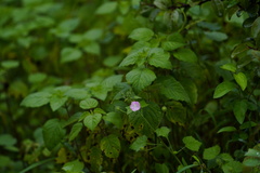 Sida cordifolia