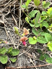 Alysicarpus ovalifolius