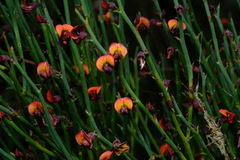 Daviesia brevifolia