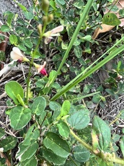 Alysicarpus ovalifolius