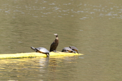 Phalacrocorax sulcirostris