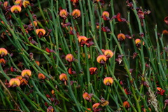 Daviesia brevifolia