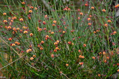 Daviesia brevifolia