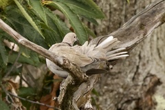 Streptopelia decaocto