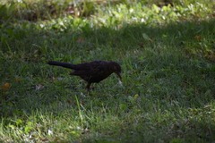 Turdus merula