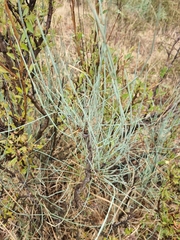 Ephedra equisetina