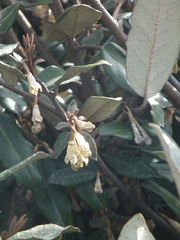 Elaeagnus henryi
