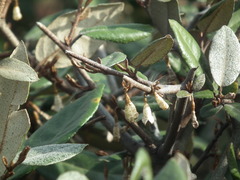 Elaeagnus henryi