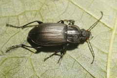 Poecilus cupreus