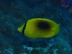 Chaetodon speculum