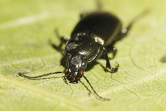 Poecilus cupreus