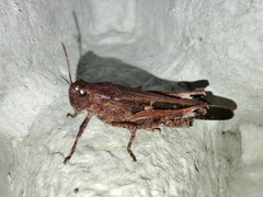 Aiolopus strepens