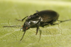Poecilus cupreus