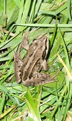 Rana amurensis