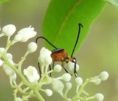 Cyphonotida rostrata
