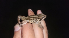 Rana amurensis