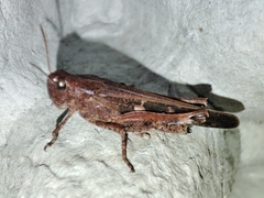 Aiolopus strepens