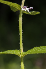 Stachys hispida