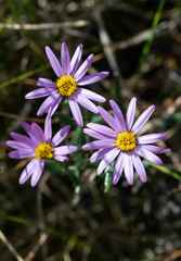 Athrixia arachnoidea