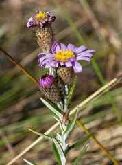 Athrixia arachnoidea