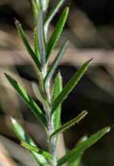 Athrixia arachnoidea