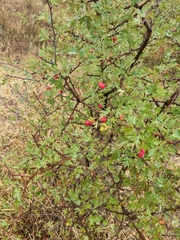Crataegus