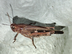 Aiolopus strepens