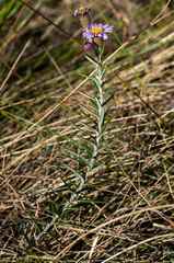 Athrixia arachnoidea