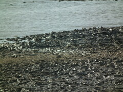 Charadrius alexandrinus