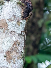 Draco melanopogon