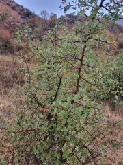 Crataegus