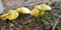 Tricholoma equestre