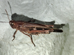 Aiolopus strepens