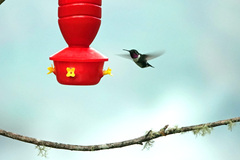 Chaetocercus mulsant