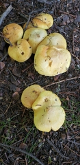 Tricholoma equestre
