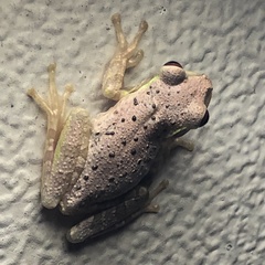 Osteopilus septentrionalis