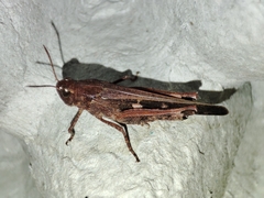 Aiolopus strepens