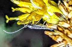 Homoeosoma electella