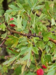 Crataegus