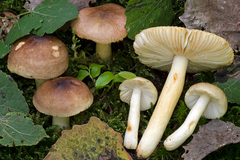Russula terenopus