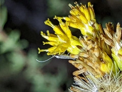 Homoeosoma electella