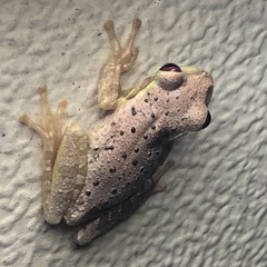 Osteopilus septentrionalis