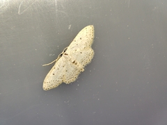 Idaea minuscularia