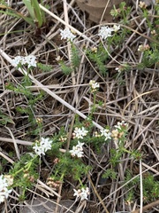 Asperula conferta