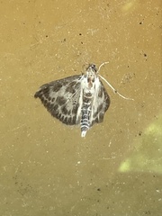 Anania hortulata