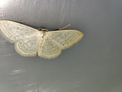 Idaea subsericeata