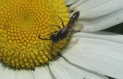 Sapyga quinquepunctata