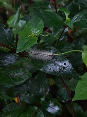 Chrysaeglia magnifica