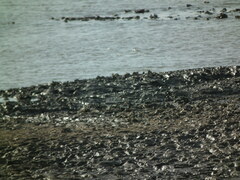 Charadrius alexandrinus